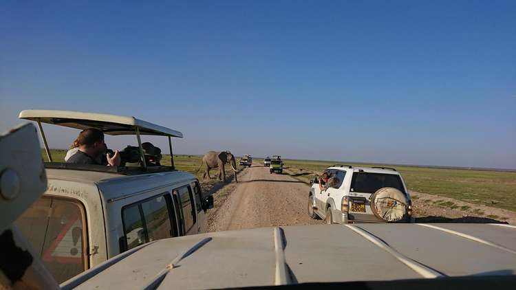 Afrika szafari
