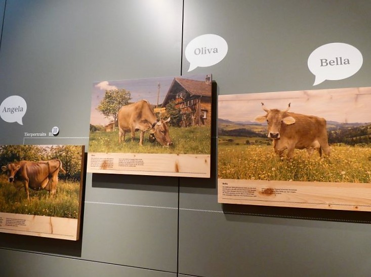 Appenzeller Schaukäserei 4