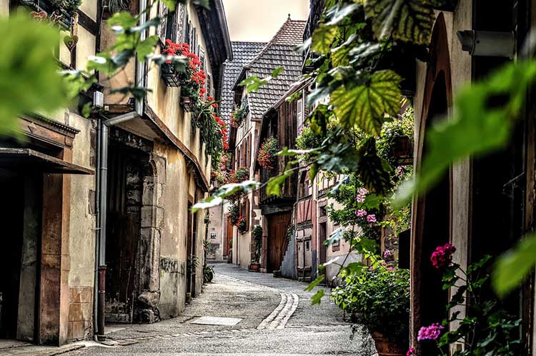 Colmar ovarosa