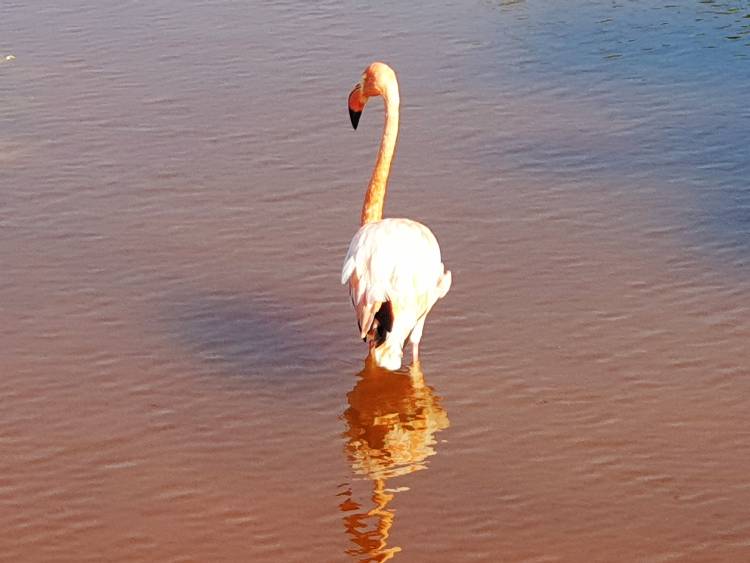 Galapagos flamingox