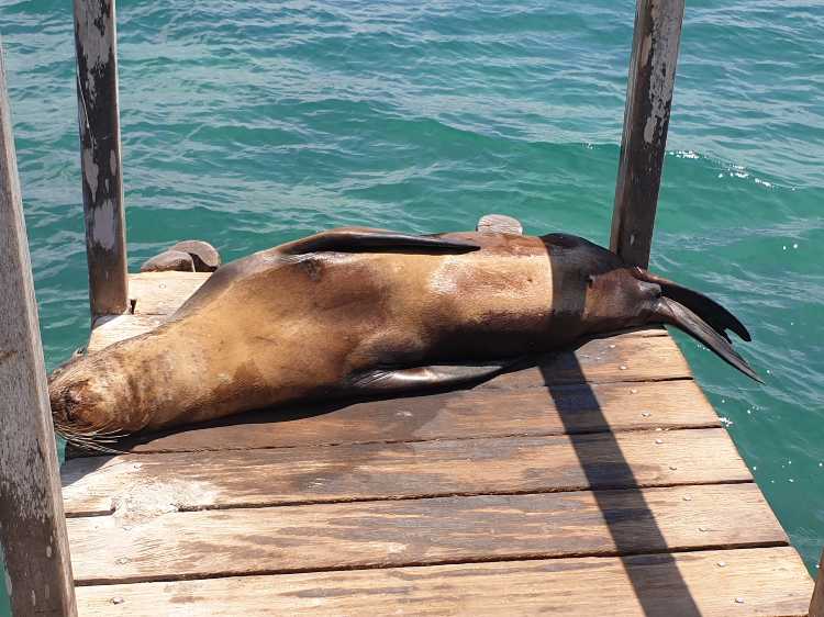 Galapagos fókax
