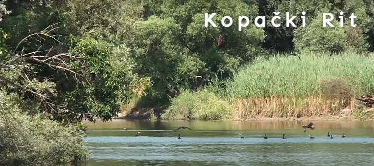 Kopackí Rit header