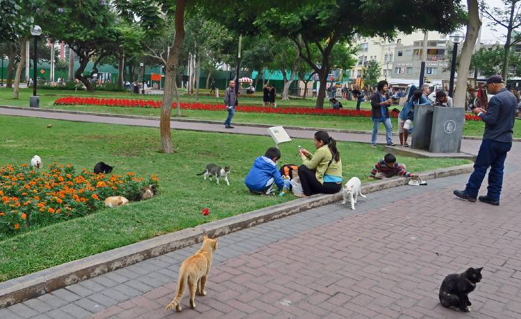 Lima Kennedy park22