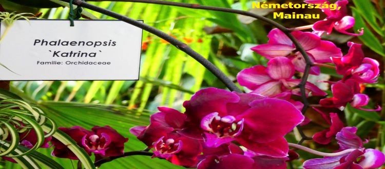 Tavaszi orchideavarázslat Mainau szigetén