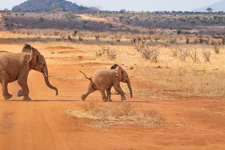 afrika 01