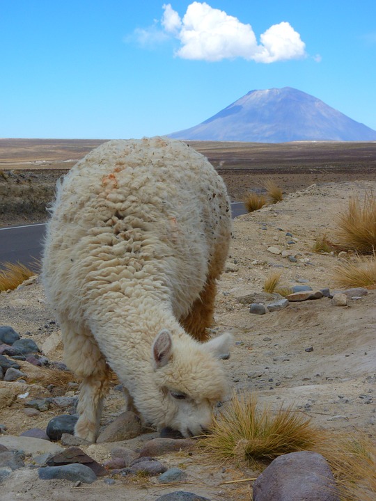 alpaca