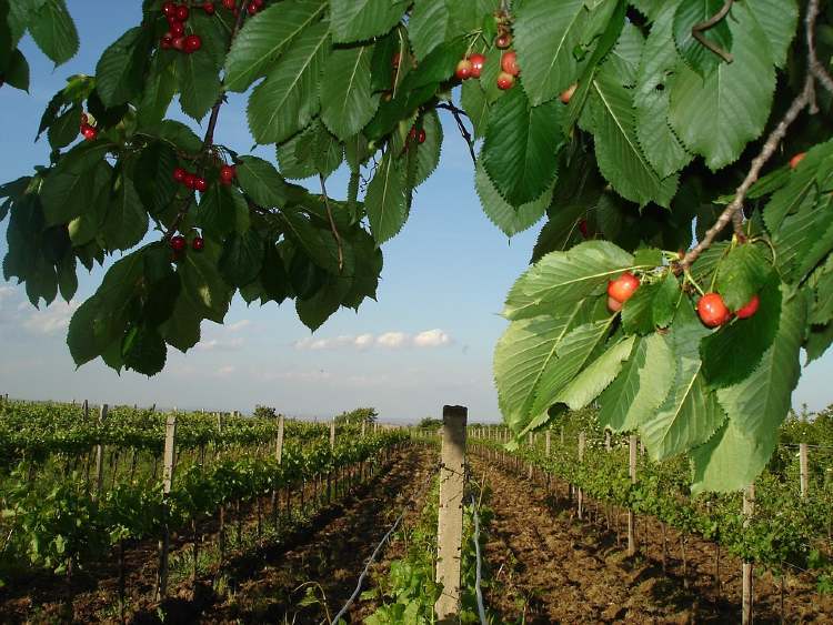 ausztria burgenland szolotokek1