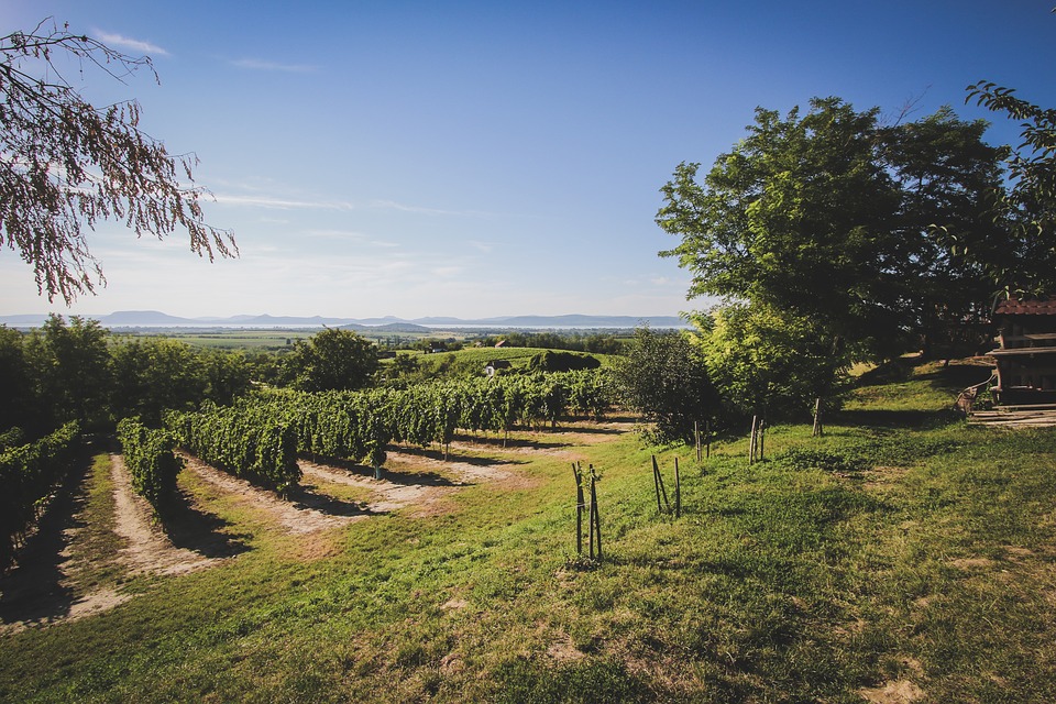 bor balaton