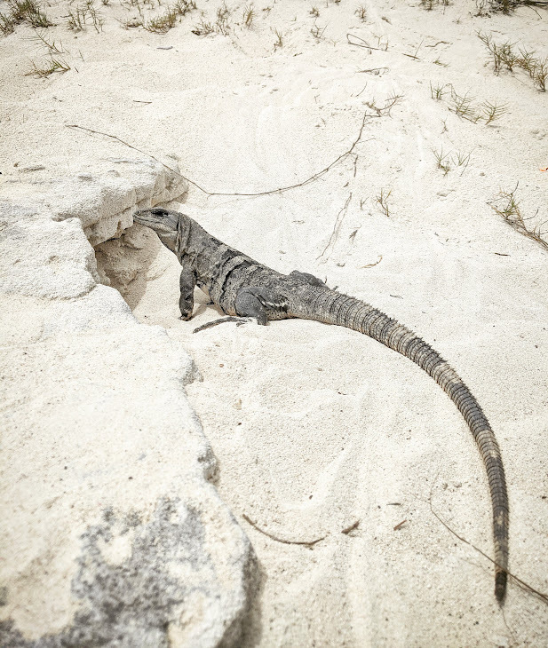 cancun gyik a homokban szandra
