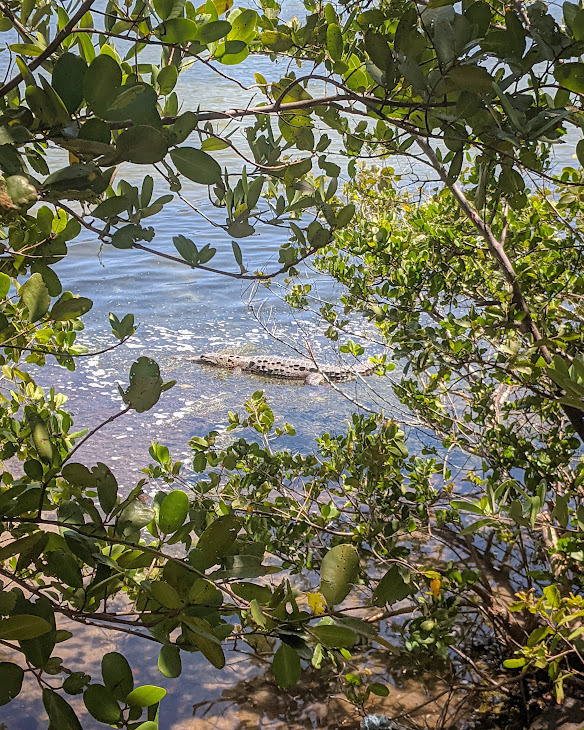 cancun krokodila vízben