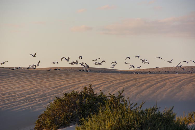 corralejo 02