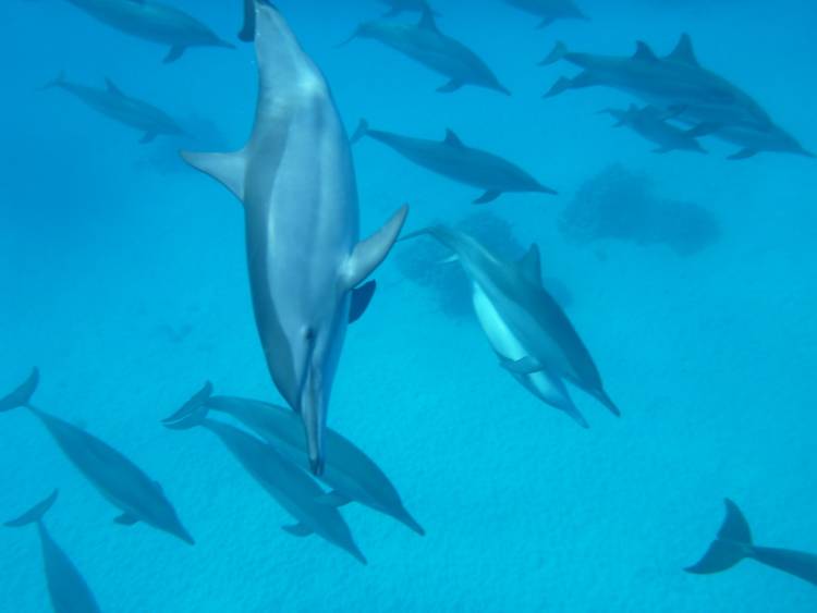 delfin