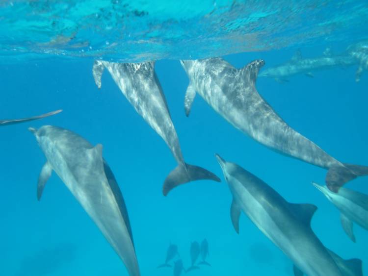 delfin2