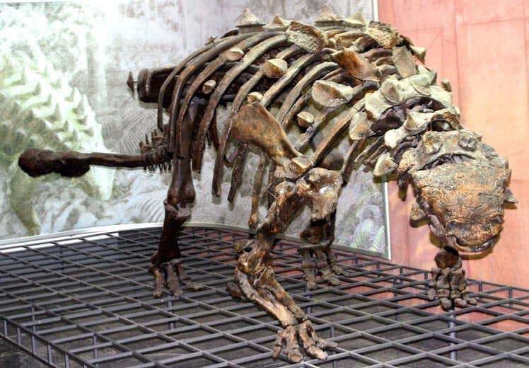 dino múzeum 2