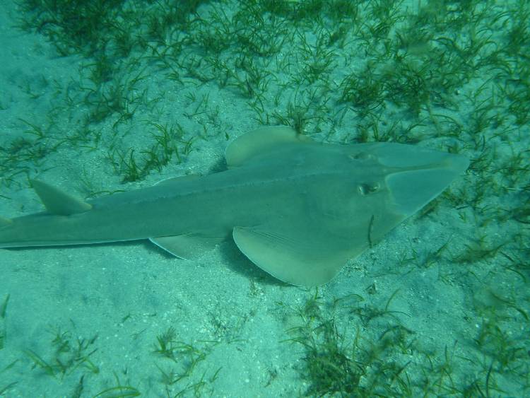 dugong3