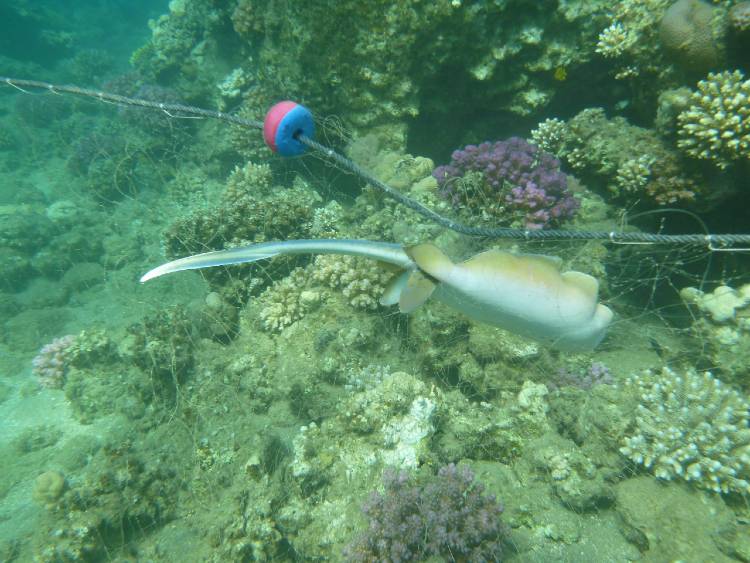 dugong5