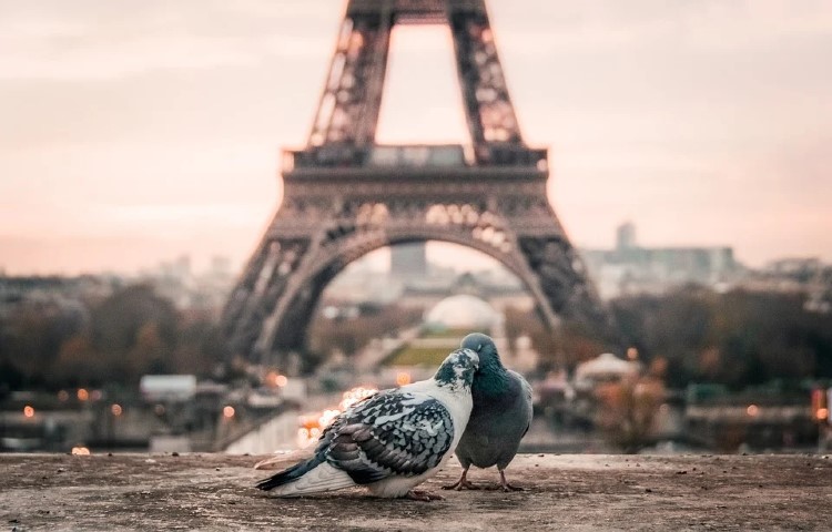 eiffel galambos px
