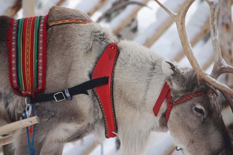 finnorszag rovaniemi renszarvas