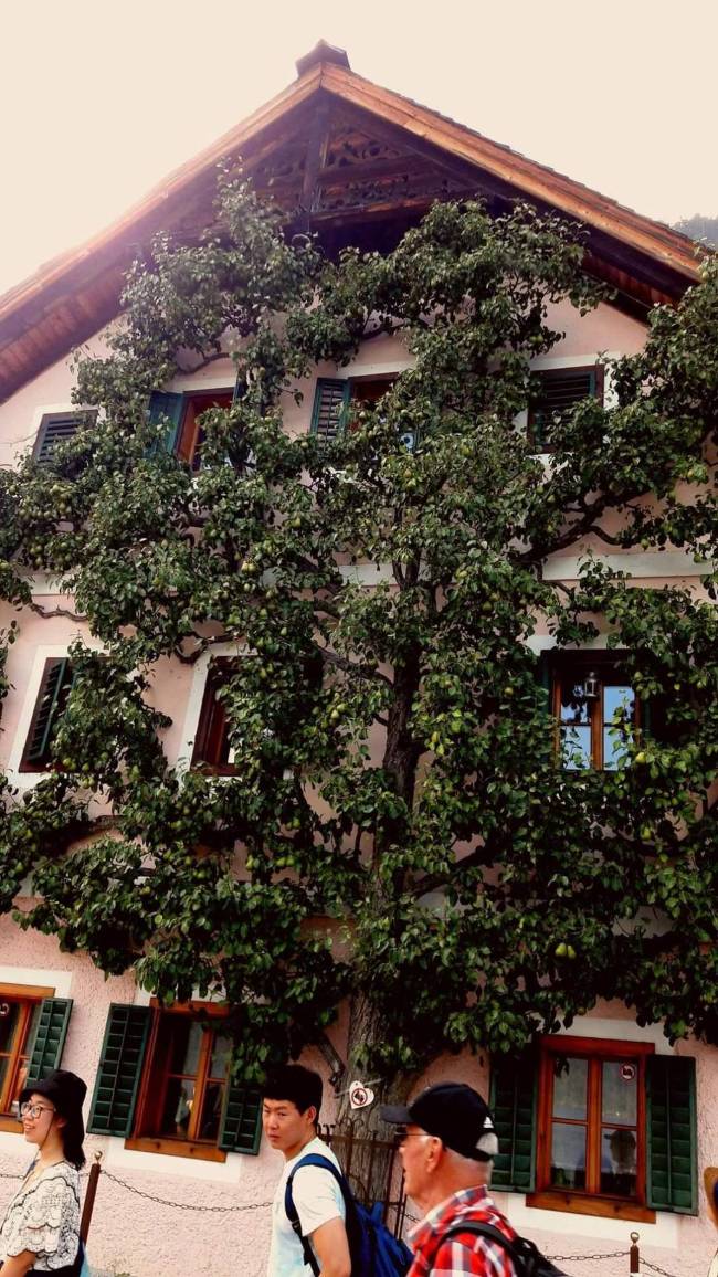 hallstatt kortefa