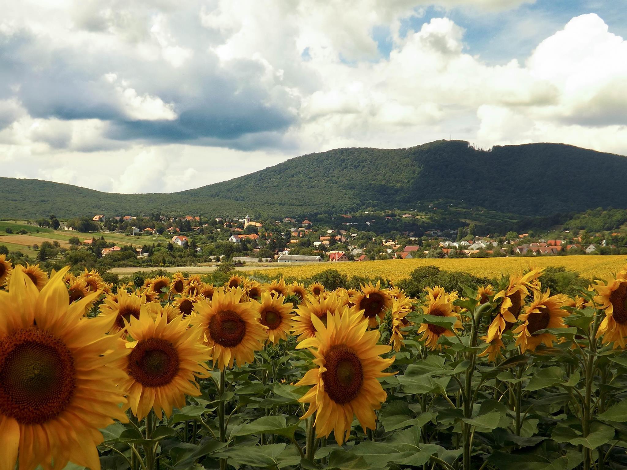 hosszúhetény