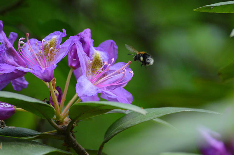 jeli arboretum 01