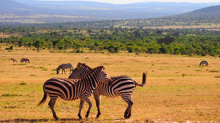 kenya 02