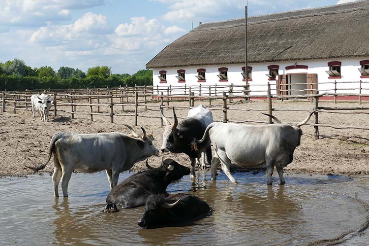 kiskunsag puszta 01