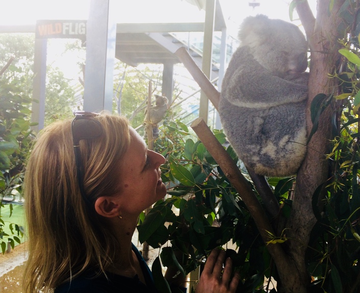koala petra