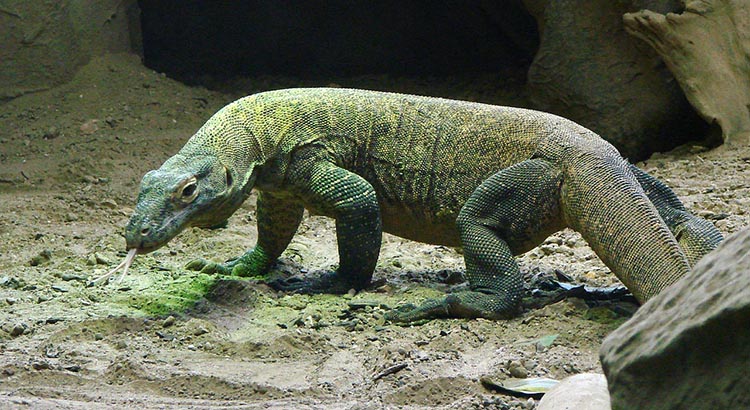 komodo 02
