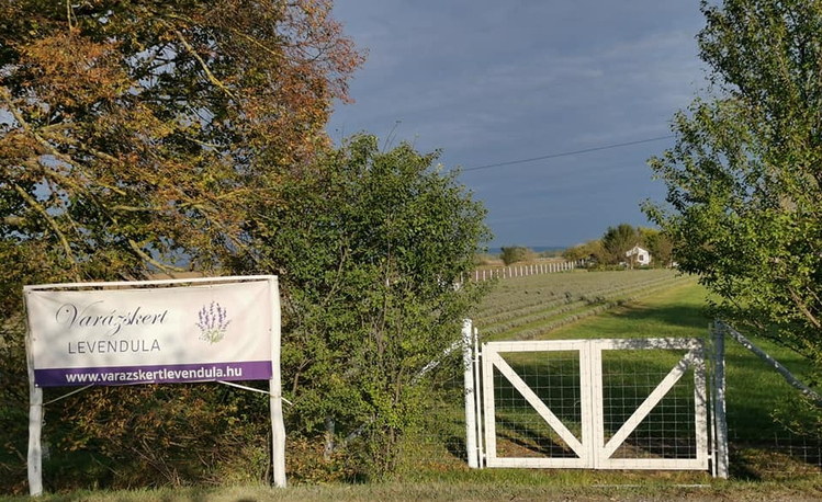 levendulafarm szentendrei sziget