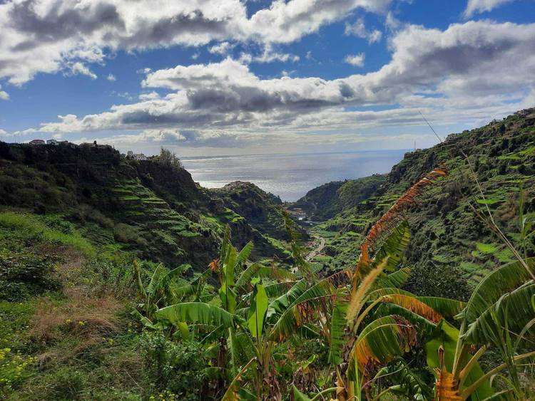 madeira ültetvények