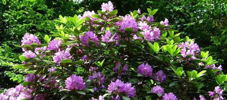 magyarorszag header jeli arboretum rhododendron lila