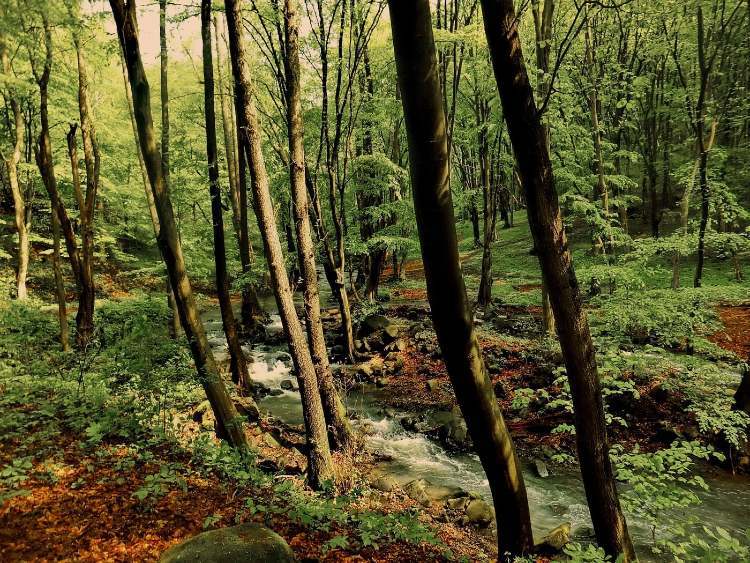 magyarorszag oserdo csorgo patak 21