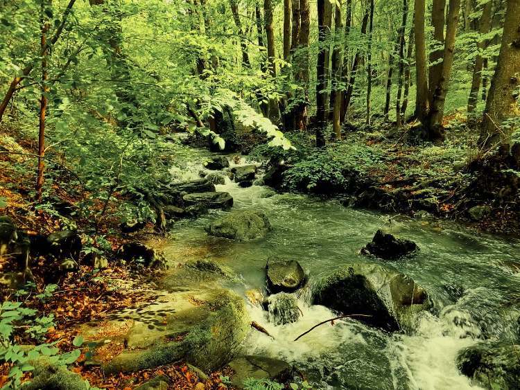 magyarorszag oserdo csorgo patak volgy1