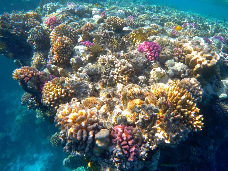 marsa alam 2 zatony
