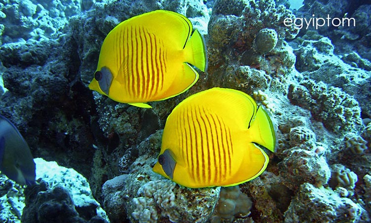 marsa alam header