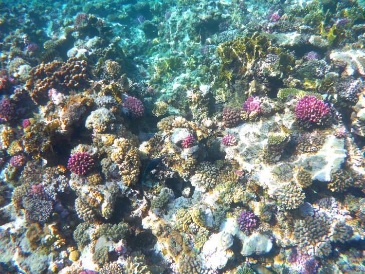 marsa alam zatony
