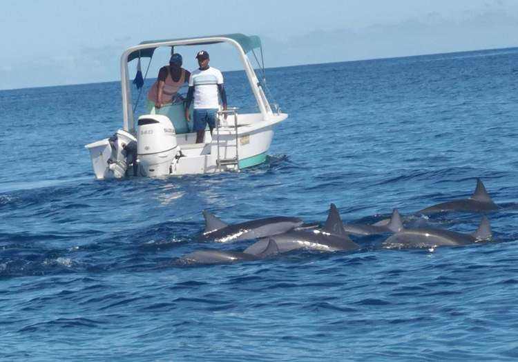 mauritius delfinek