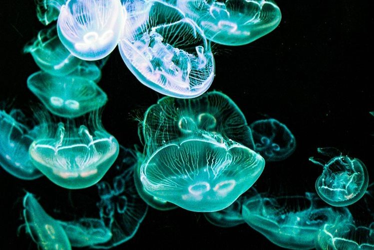 meduza