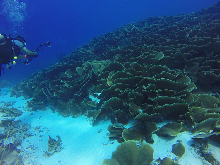 palau 02