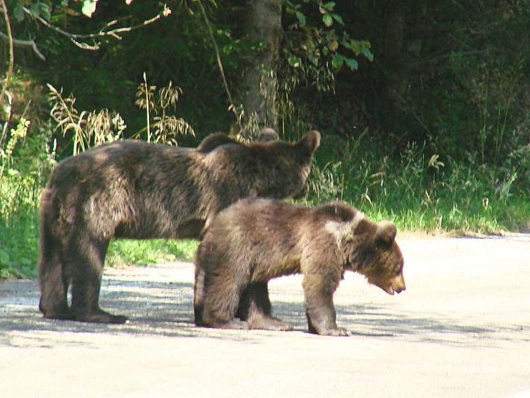 romania transfogaras macik az uton1