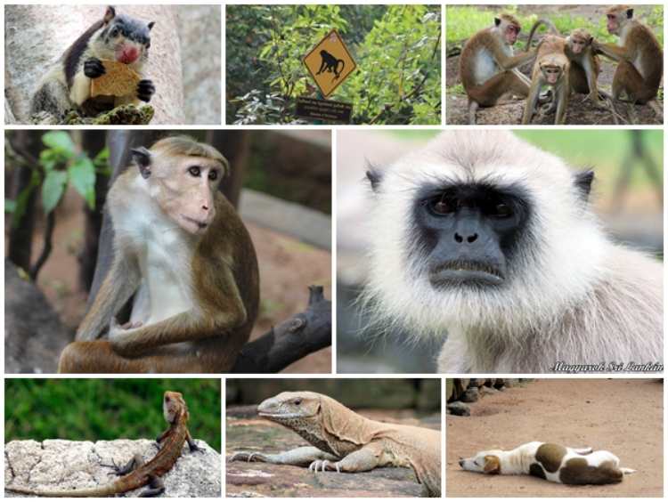 sigiriya majmok4