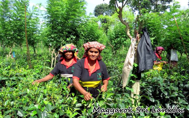 sri lanka nok az ultetvenyen 4