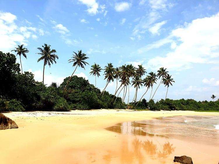 sri lanka part pálmával
