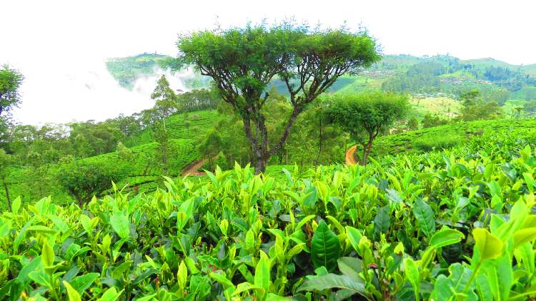 sri lanka teaultetveny 1