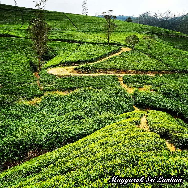 sri lanka teaultetveny 2