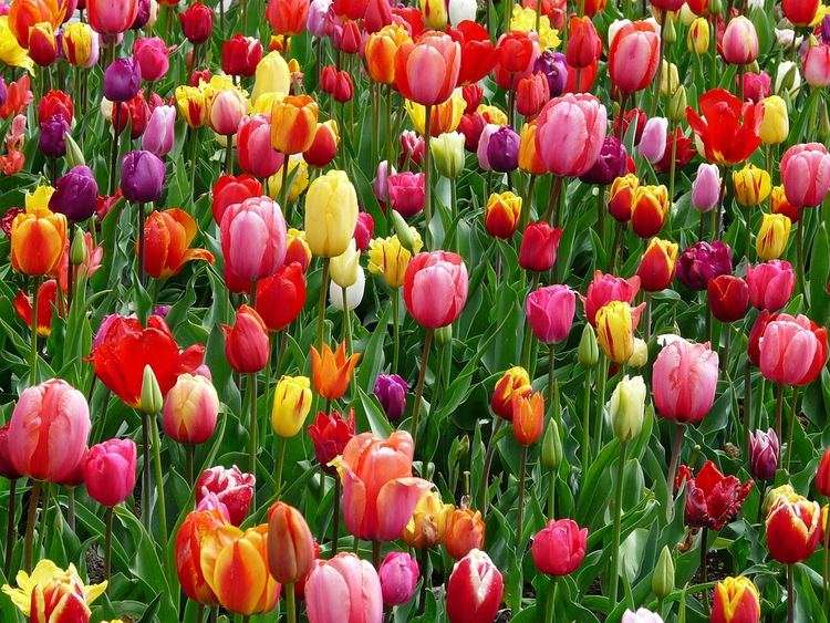 tulipánok
